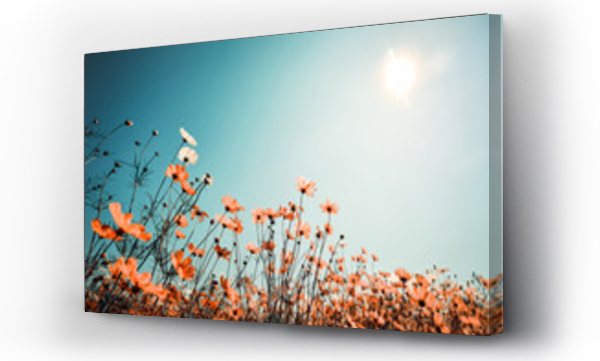 Wizualizacja Obrazu : #132566888 Vintage landscape nature background of beautiful cosmos flower field on sky with sunlight in spring. vintage color tone filter effect