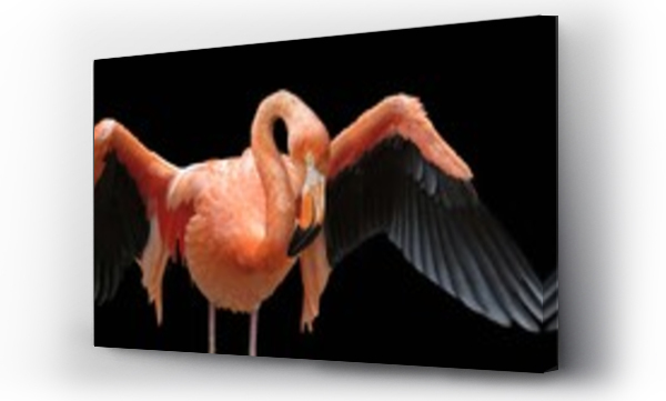 Wizualizacja Obrazu : #133212706 Flamingo showing off its wings