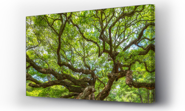 Wizualizacja Obrazu : #133892985 Panorama of branches from the Angel Oak Tree