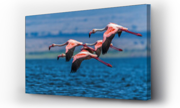 flamingi