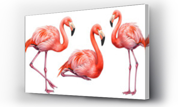 flamingi