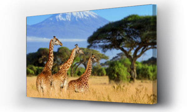 Wizualizacja Obrazu : #136765507 Trzy żyrafy na tle góry Kilimandżaro