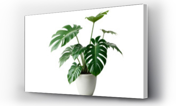 monstera