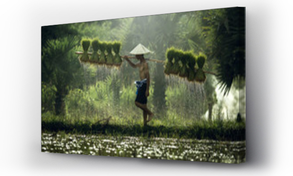 Wizualizacja Obrazu : #138372306 Farmers grow rice in the rainy season. They were soaked with water and mud to be prepared for planting. wait three months to harvest crops.