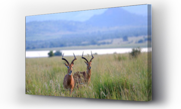 Wizualizacja Obrazu : #139555437 Antylopy impala zwyczajna w parku narodowym Pilanesberg