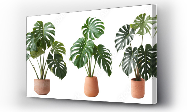 monstera