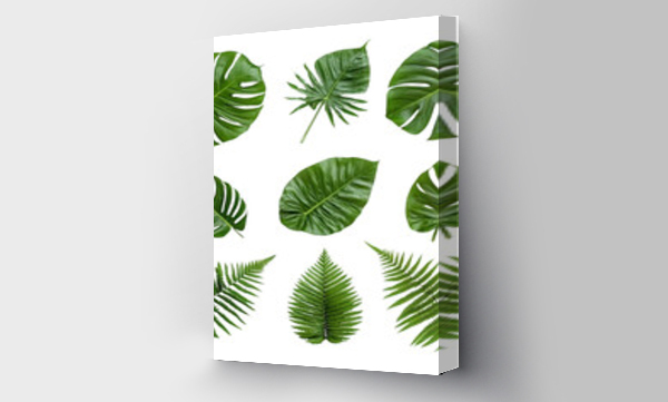 monstera