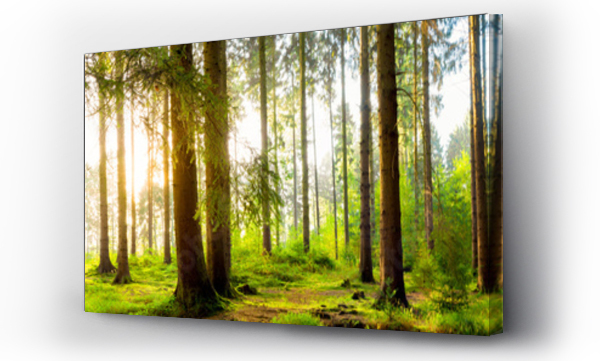 Wizualizacja Obrazu : #140001205 Idylliczny las o wschodzie słońca