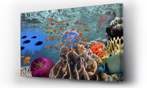 Wizualizacja Obrazu : #140329815 Coral reef underwater panorama with school of colorful tropical fish