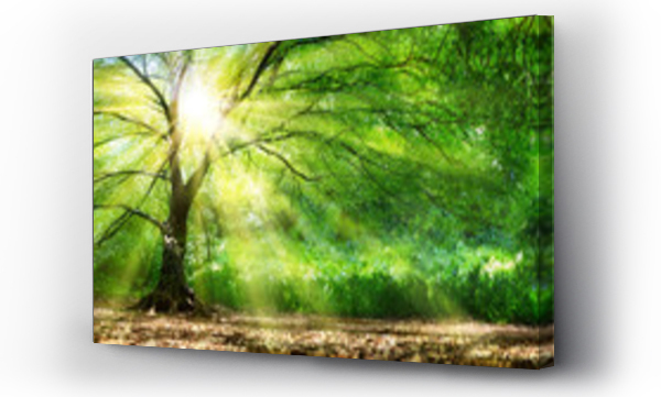 Wizualizacja Obrazu : #141030764 Drzewo z promieniami słońca w dzikim lesie