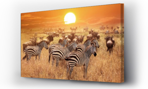 Zebra o zachodzie słońca w Parku Narodowym Serengeti. Afryka. Tanzania.