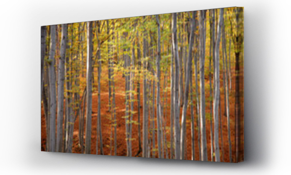 drzewo, Krajobrazy, pejzaż, Pejzaże