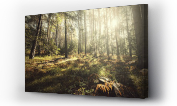 Wizualizacja Obrazu : #141761308 Europe, italy, trentino Alto Adige, Trento, Non valley. Autumn mood in a forest