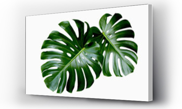 monstera