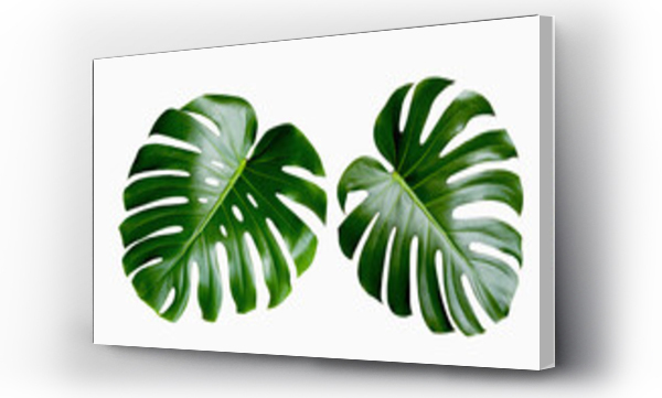 monstera