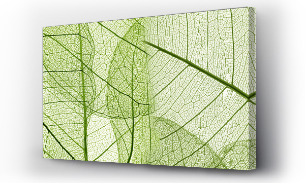 Liście, natura, zieleń