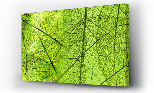 tekstura zielonych liści