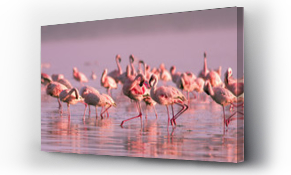 grupa flamingów stojących w wodzie w różowym świetle zachodzącego słońca na jeziorze Nayvasha