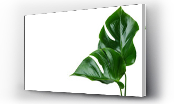 monstera