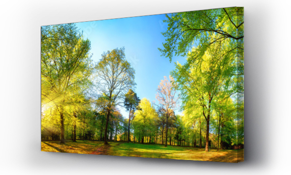 Przepi?kna panorama wiosennej scenerii, w której słońce pi?knie oświetla świeże, zielone liście