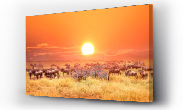 Zebry i antylopy w afrykańskim parku narodowym. Zachód słońca.