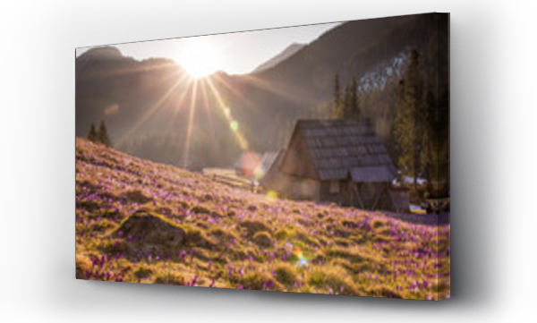 góry, Kwiaty, las kwiaty, wschód słońca