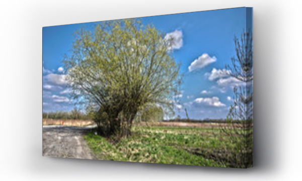 Wizualizacja Obrazu : #143909999 Drzewo wierzba. Wiosna.