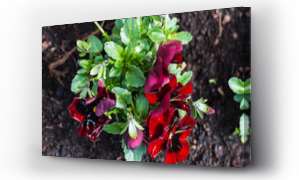 Wizualizacja Obrazu : #144047031 Czerwone bratki w ogrodzie