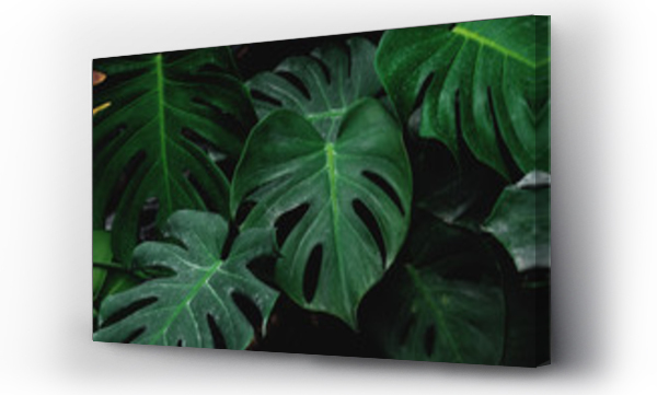 Wizualizacja Obrazu : #144499476 Niski klucz, zielone liście Monstera roślina rośnie w środowisku naturalnym, tropikalny las roślina