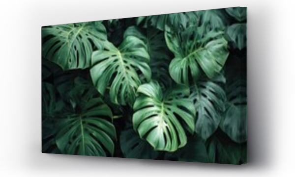 monstera