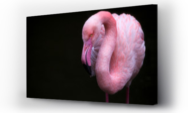 afryka flamingi, flamingi