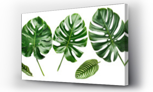 monstera