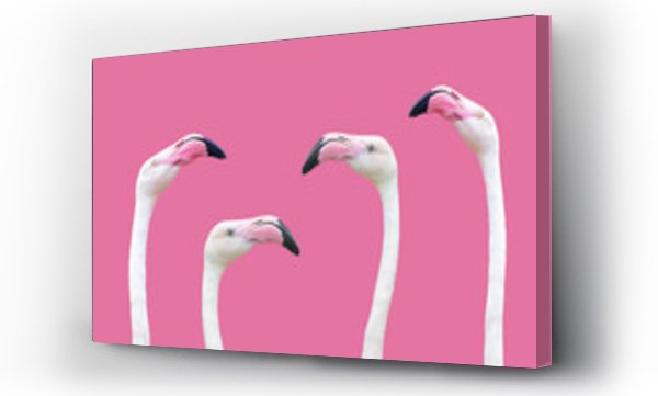Wizualizacja Obrazu : #147586704 an flamingo head