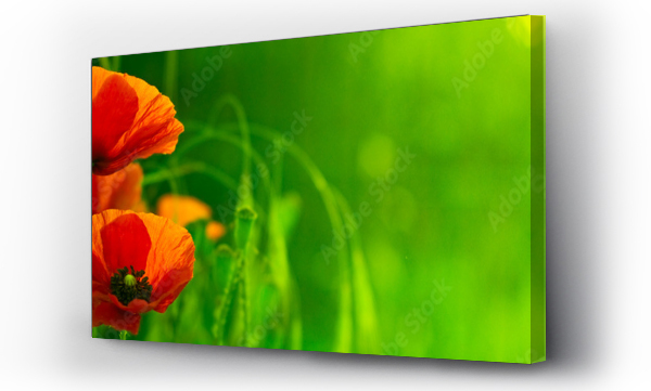 Wizualizacja Obrazu : #14897803 zielony poziomy pas z czerwonym kwiatem - natura i mak