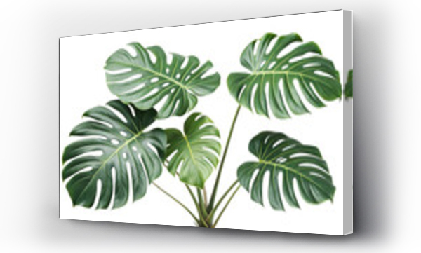 monstera