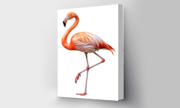 flamingi