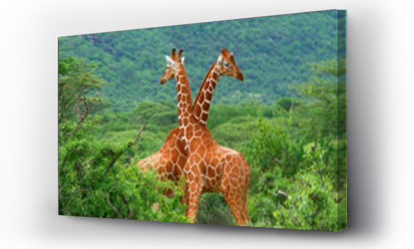 afryka, kenia, żyrafa