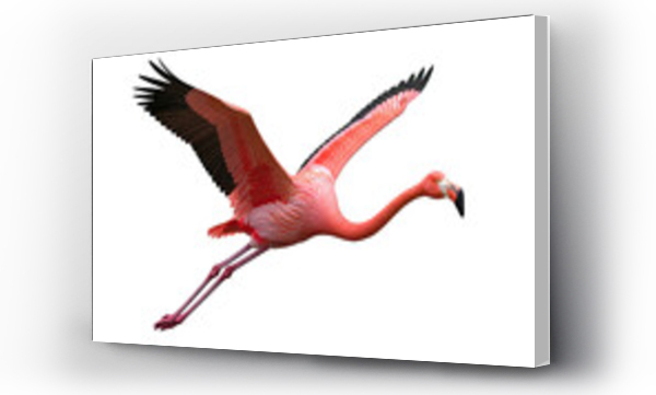 flamingi