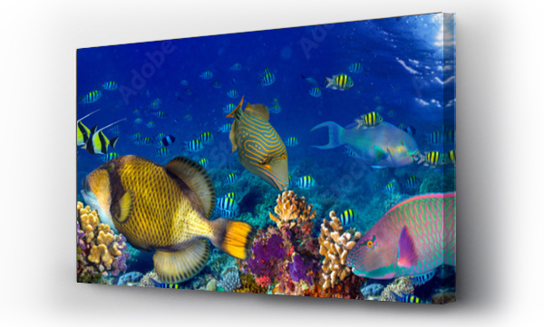 kolorowy szeroki podwodny rafa koralowa panorama banner tło z wielu ryb żółw i życie morskie