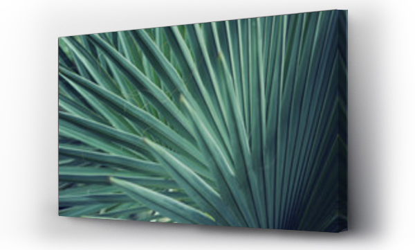 Wizualizacja Obrazu : #151681052 Real tropical leaves background, jungle foliage