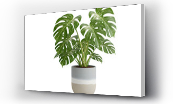 monstera