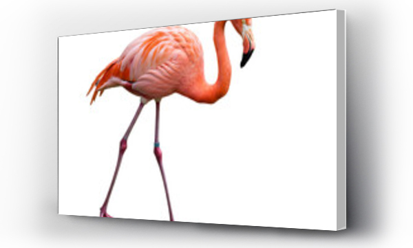 flamingi