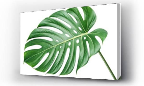 monstera