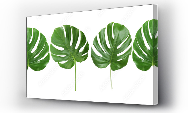 Zielone tropikalne liście na białym tle
