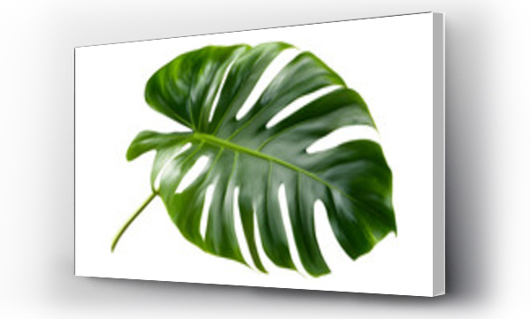 monstera
