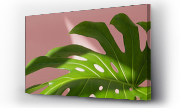 Wizualizacja Obrazu : #153565699 Close-up of the monstera leaf against pink wall. Summer concept.