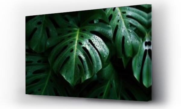 monstera