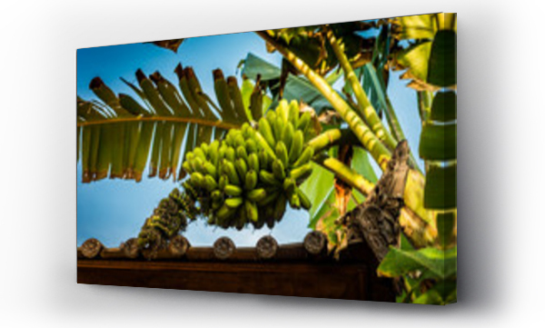 Wizualizacja Obrazu : #156020045 banan uprawa azja