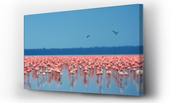 stada flamingów