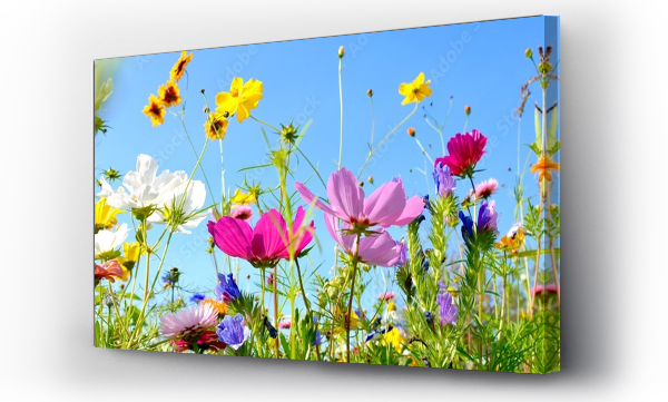 Łąka kwiatowa - Tło panoramy - Letnie kwiaty